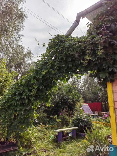 Астильба,парковая роза,девичий виноград