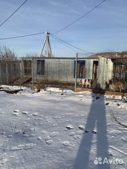 Передержка для собак