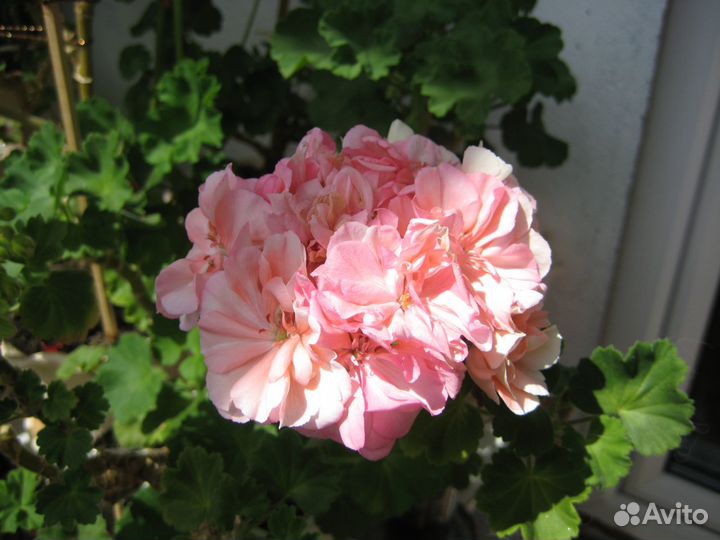 Черенок Пеларгония Ludwigsburger Flair