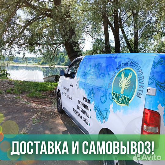 Живой гребешок Морской Баренцево Морепродукты