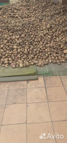 Продам картофель