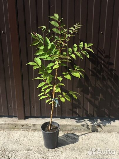 Саженцы Бархат амурский (растения для ландшафта)