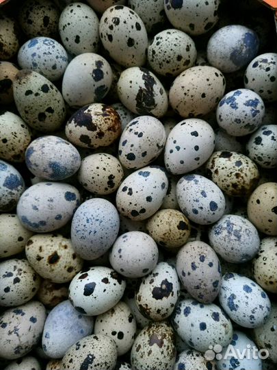 Перепелиное, куриное яйцо, тушки. Инкубационные