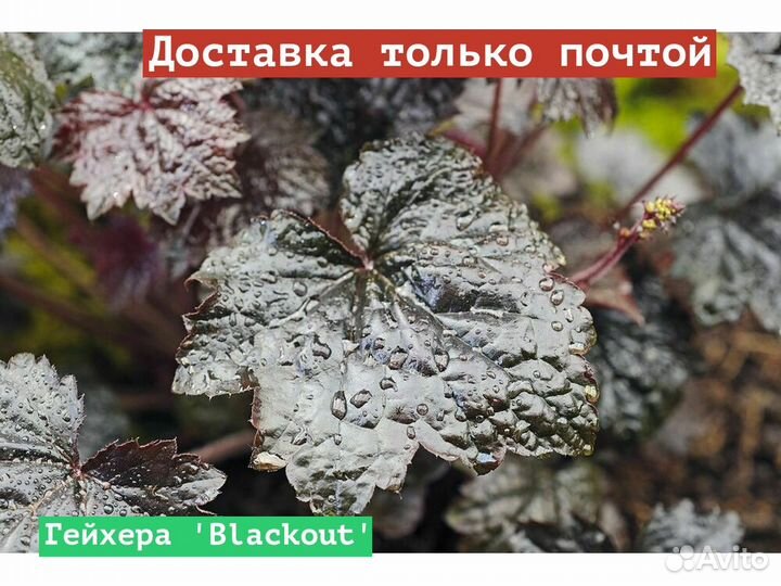 Гейхера Blackout