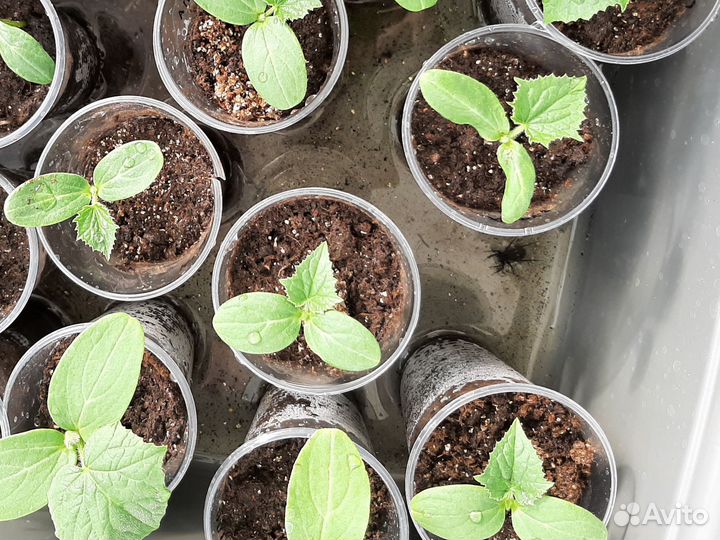 Рассада огурцов