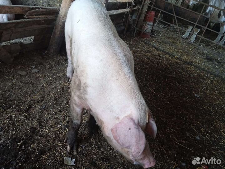 Продажа крс лошадей закупаем быков коров