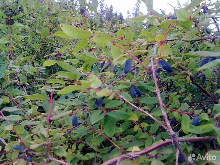 Жимолость сорт Голубое веретено и Синяя птица