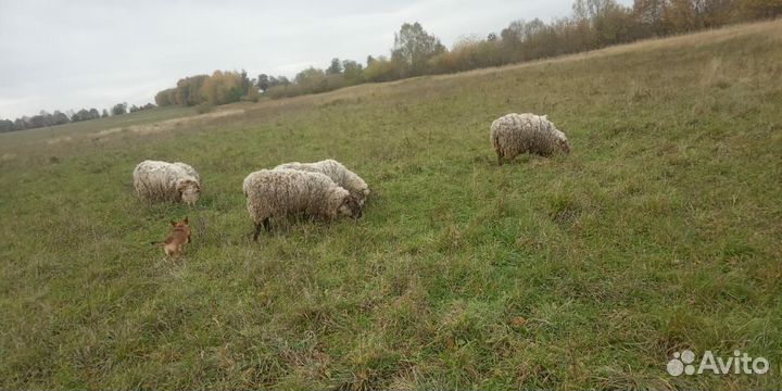 Овцы бараны