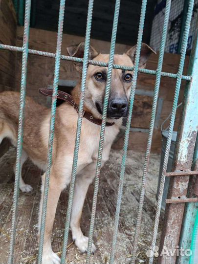 Никому не нужен без породы