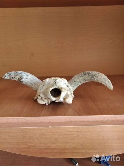 Для коллекционеров