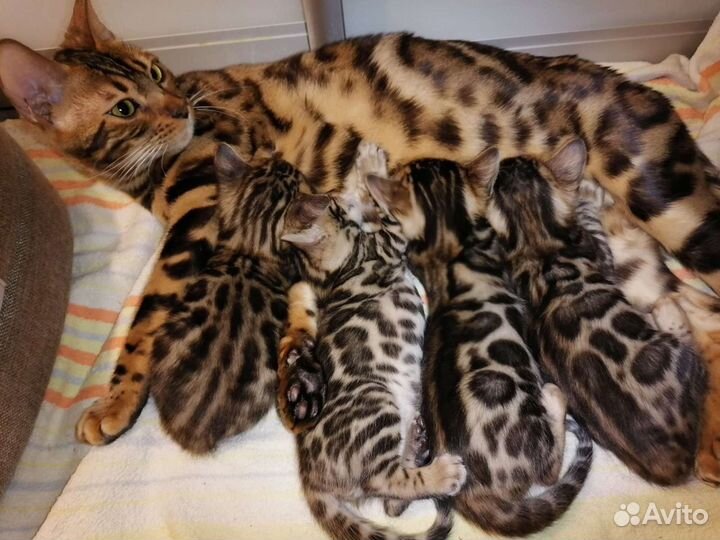 Бенгальские котята