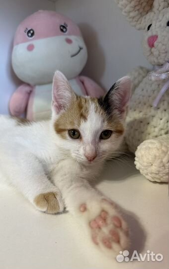 Котята в добрые руки бесплатно