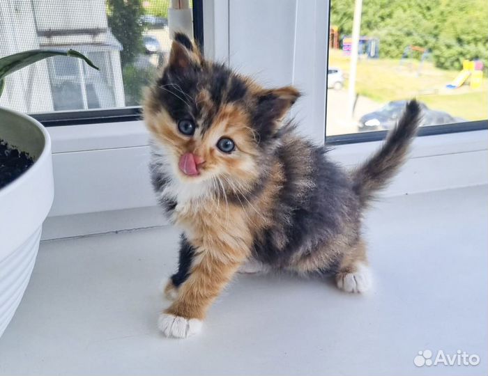 Мэрси - пушистая котенок-девочка, трехцветка в дар