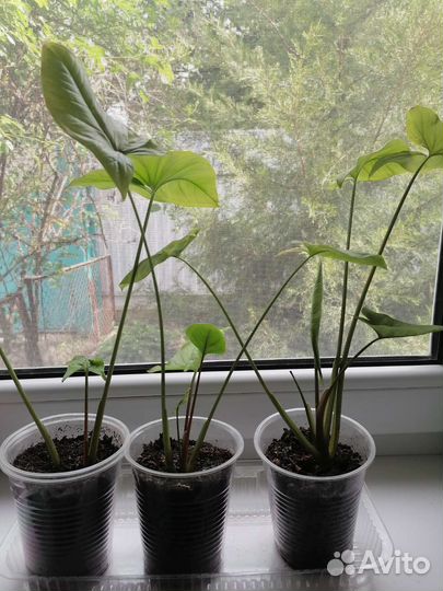 Сингониумы 1 шт