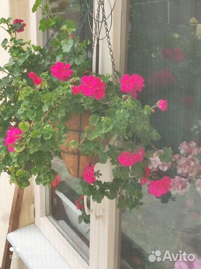 Пеларгония герань ампельная