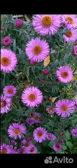 Астра многолетняя