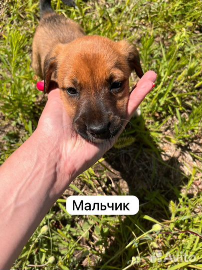 Щенки в добрые руки даром