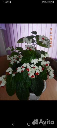 Клеродендрум