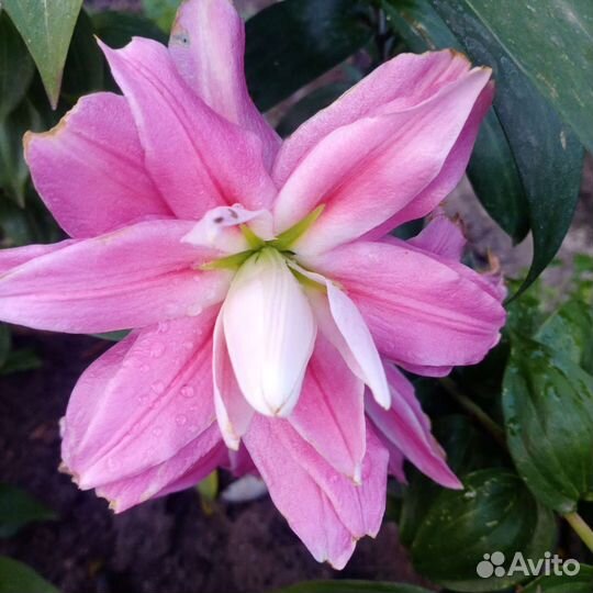 Лилия садовая