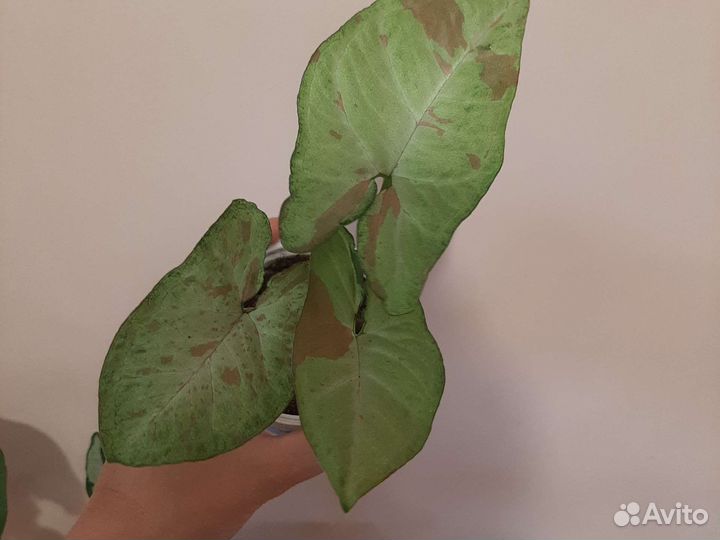 Сингониум Три сорта