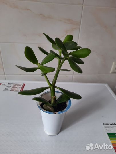 Денежное дерево, толстянка