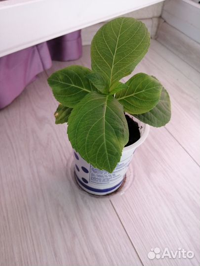 Гортензия крупнолистная из Ялты