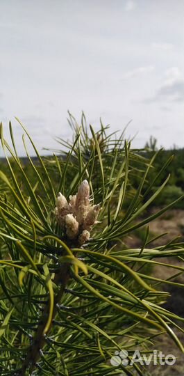 Сосновые почки