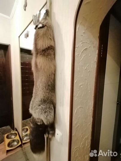 Шкурка животного