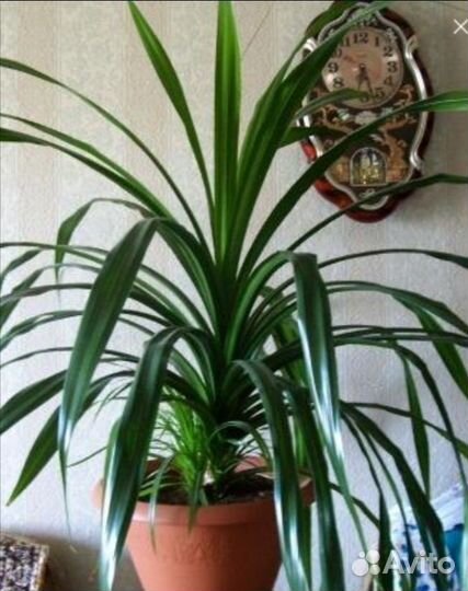 Панданус- цветок винтовая пальма