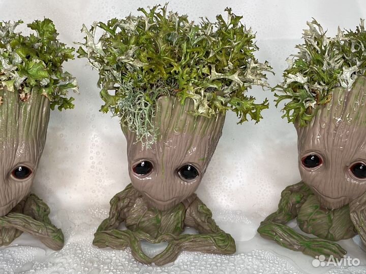 Грут с цетрарией, пармелией, кладонией