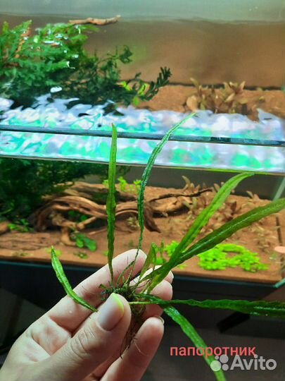 Растения, водоросли и креветки