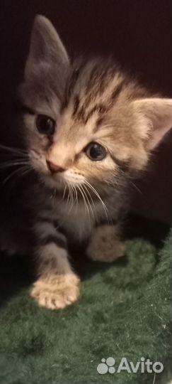 Котята отдам даром