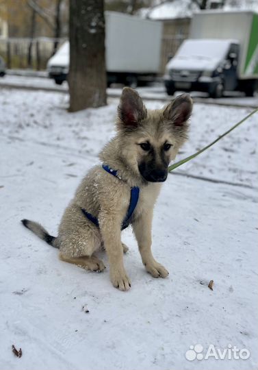 В самые добрые руки