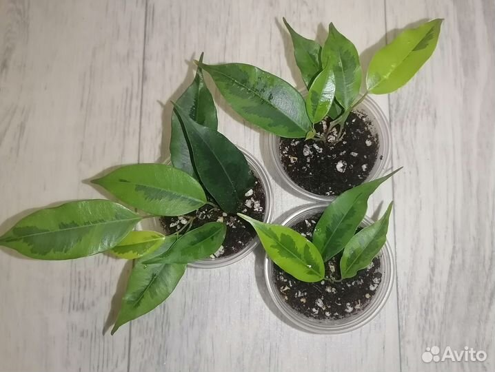 Сортовые фикусы