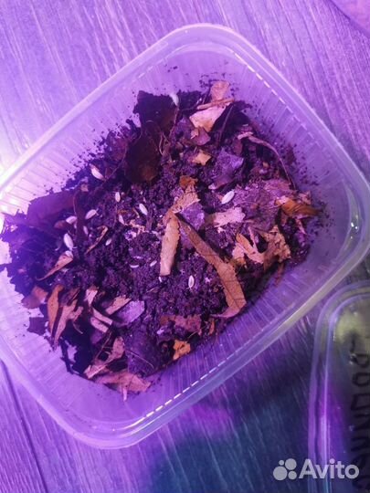 Дрозофила Хидея, Жук знахарь, Ногохвостка