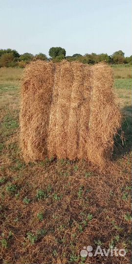 Продам сено в рулонах