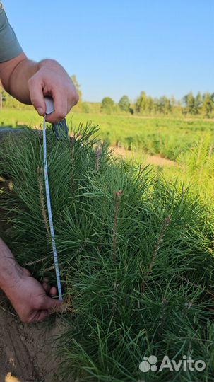 Сеянцы сосны окс