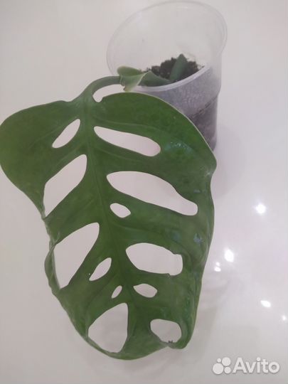 Монстера Monstera epipremnoides Esgueleto