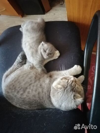 Шотландские котята