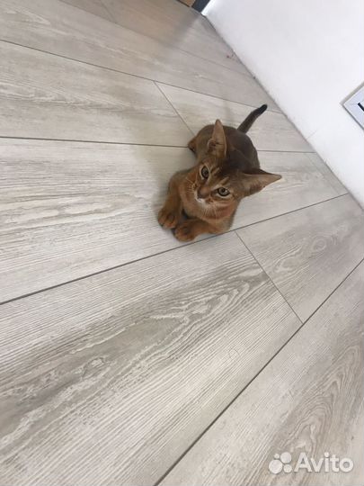 Абиссинская кошечка