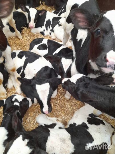 Телята бычки тёлки доставка бесплатная