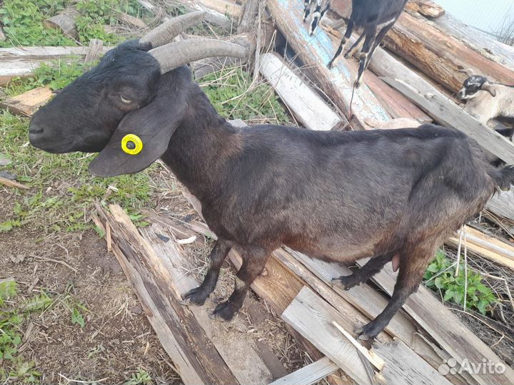 Козы и козел