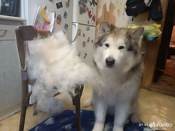 Собачья шерсть. вычес маламута