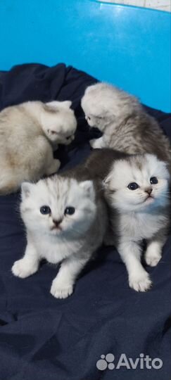 Котята Шотландской породы