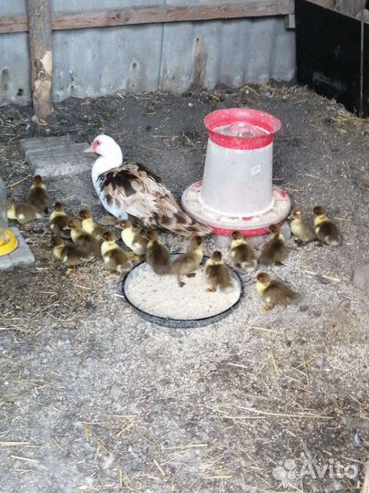 Утята мускусной утки