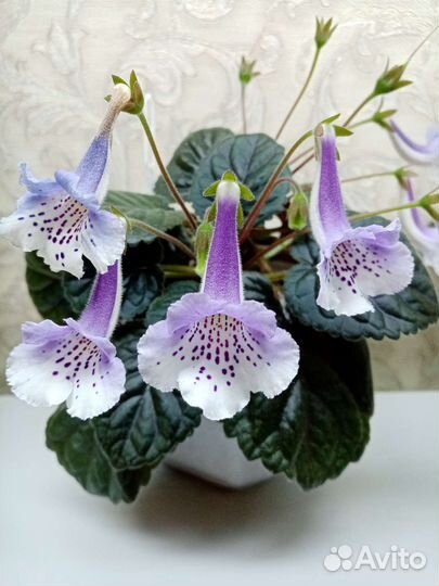 Минисиннингия