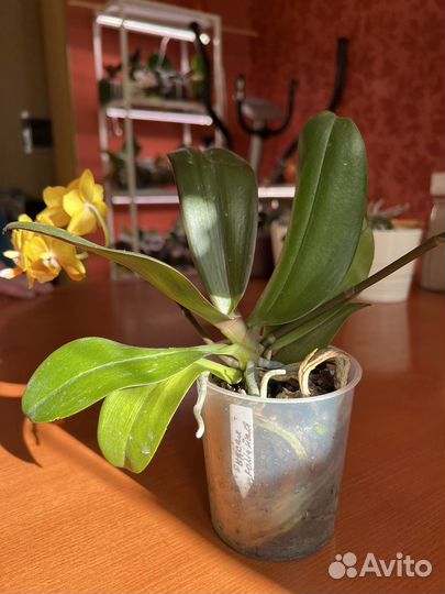 Орхидея фаленопсис