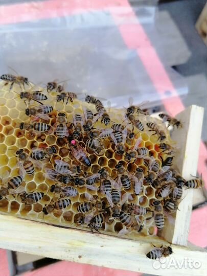 Матки Buckfast B56, отводки пчёл