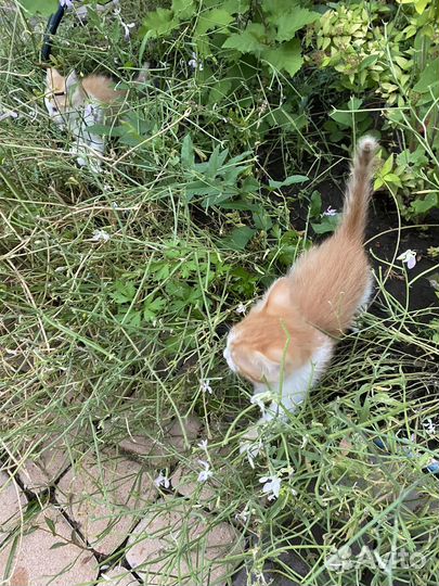 Котята рыжие бесплатно
