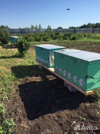 Пасека под ключ на Владимирских ульях лежаках